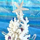 珊瑚のクリスマスツリー